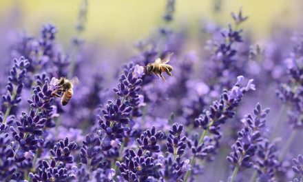 Gorzów dla pszczół – kwiaty dla pasażerów