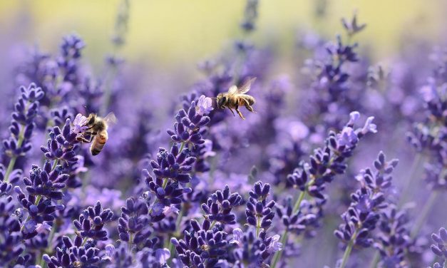 10 września trzecia edycja akcji „Gorzów dla pszczół – kwiaty dla pasażerów”