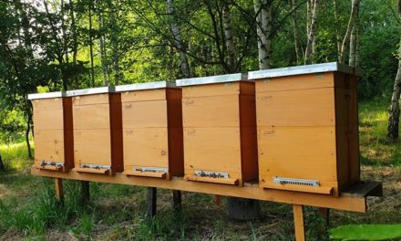 Bank pszczeli pomoże pszczelarzowi z Wielkopolski