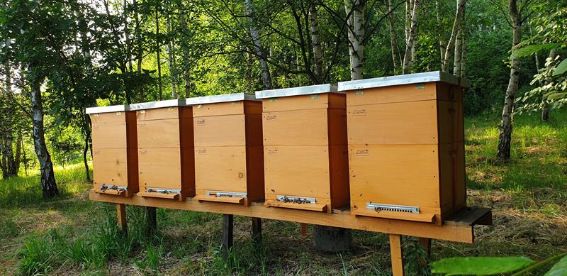 Bank pszczeli pomoże pszczelarzowi z Wielkopolski